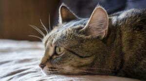 Assessing Your Pet’s Quality of Life