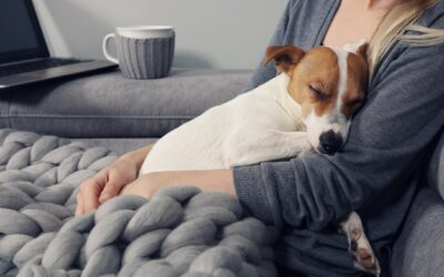What Should I Do if My Pet Dies at Home?