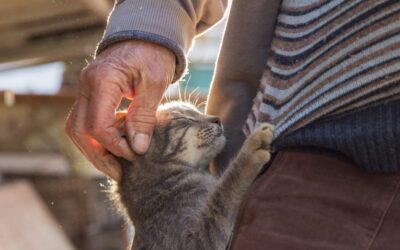 How Do I Know When It’s Time to Say Goodbye? A Guide for Pet Owners