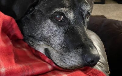 Adopting a Senior Pet – Thoughts and Considerations
