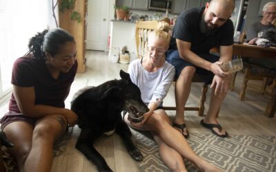 Tips to Prepare for Your In-Home Pet Euthanasia Appointment